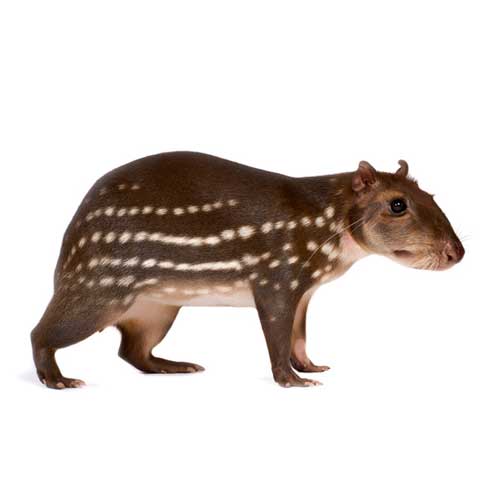 Cuniculus paca