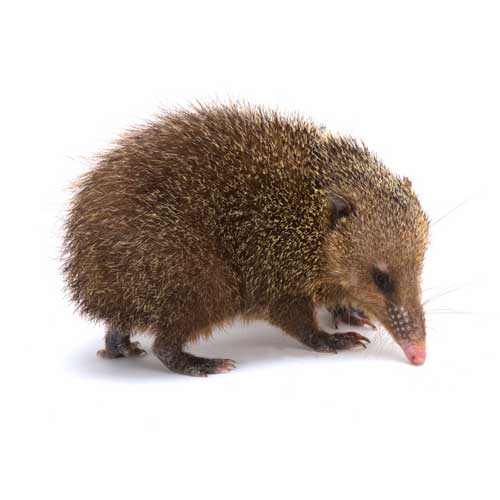 Tenrec ecaudatus